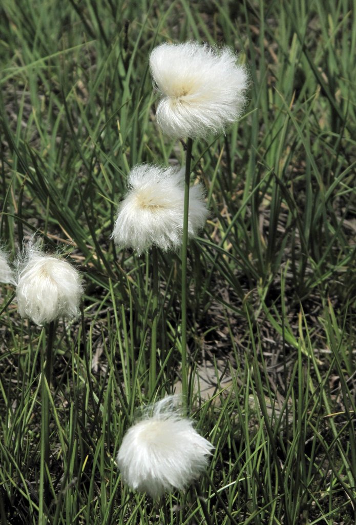 Eriophorum scheuchzeri